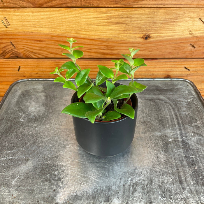 tricolor indoor plants Aeschynanthus Lipstick Tricolor from Borneo, 2" Plant — The Plant Farm®