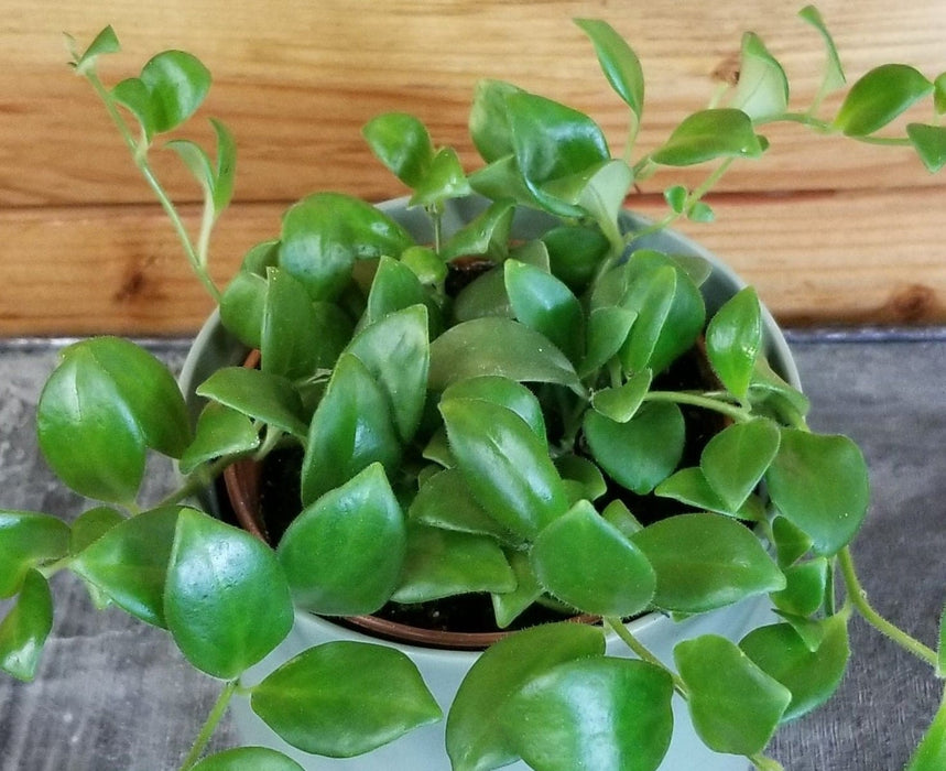 The Plant Farm® Houseplants Aeschynanthus Lipstick Tricolor from Borneo, 4" Plant