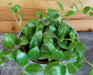 The Plant Farm® Houseplants Aeschynanthus Lipstick Tricolor from Borneo, 4" Plant
