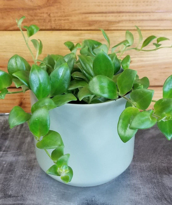 The Plant Farm® Houseplants Aeschynanthus Lipstick Tricolor from Borneo, 4" Plant