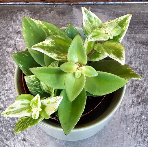 The Plant Farm® Houseplants Aeschynanthus Lipstick Variegated, 2" Plant
