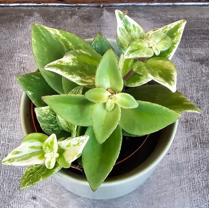 The Plant Farm® Houseplants Aeschynanthus Lipstick Variegated, 2" Plant