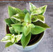 The Plant Farm® Houseplants Aeschynanthus Lipstick Variegated, 2" Plant