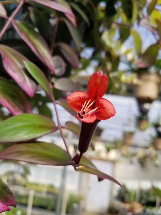 The Plant Farm® Houseplants Aeschynanthus Lipstick Variegated, 4" Plant