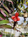 The Plant Farm® Houseplants Aeschynanthus Lipstick Variegated, 4" Plant