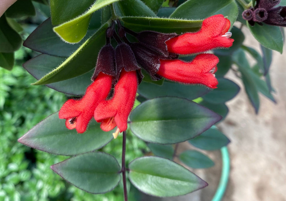 The Plant Farm® Houseplants Aeschynanthus Lipstick Variegated, 4" Plant