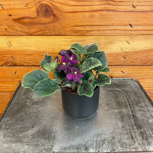 The Plant Farm® Houseplants African Violet- Dark Magenta, 2" Plant