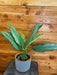 The Plant Farm® Houseplants Aglaonema BJ Freeman, 6" Plant