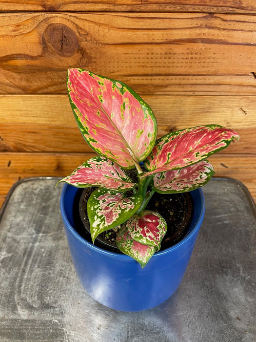 The Plant Farm® Houseplants Aglaonema Diamond Red, 4” Plant