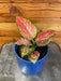 The Plant Farm® Houseplants Aglaonema Diamond Red, 4” Plant