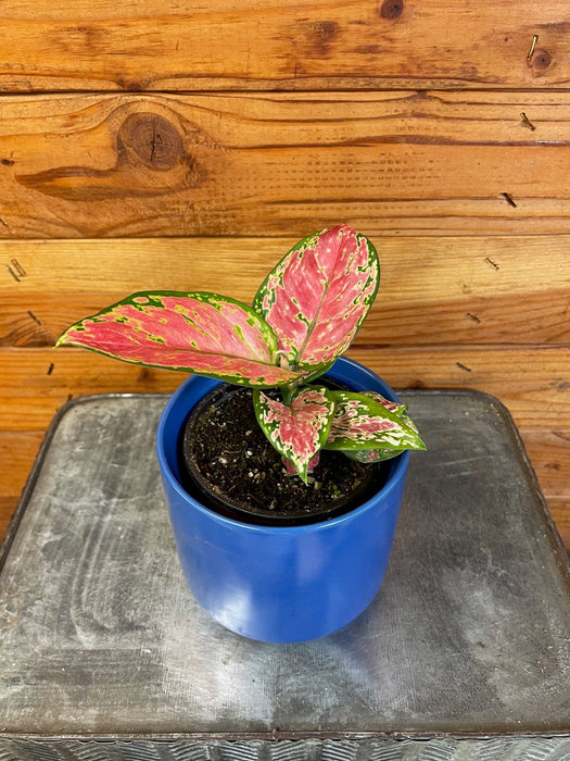 The Plant Farm® Houseplants Aglaonema Diamond Red, 4” Plant