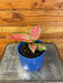 The Plant Farm® Houseplants Aglaonema Diamond Red, 4” Plant