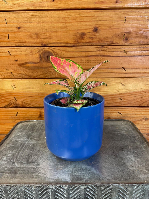 The Plant Farm® Houseplants Aglaonema Diamond Red, 4” Plant