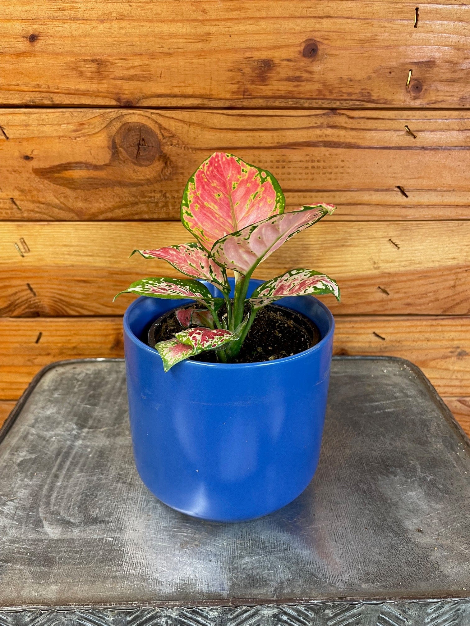 Aglaonema Diamond Red, 4” Plant — The Plant Farm®