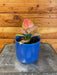 The Plant Farm® Houseplants Aglaonema Diamond Red, 4” Plant