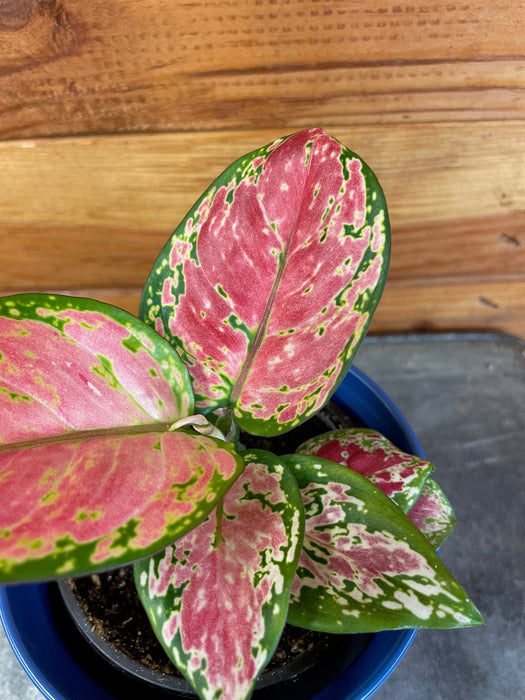 The Plant Farm® Houseplants Aglaonema Diamond Red, 4” Plant