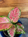 The Plant Farm® Houseplants Aglaonema Diamond Red, 4” Plant