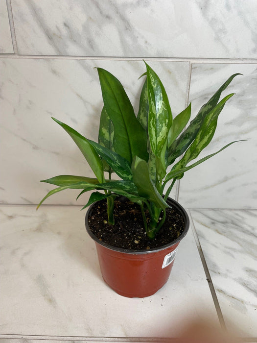 The Plant Farm® Houseplants Aglaonema Maria 6” Plant