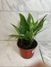 The Plant Farm® Houseplants Aglaonema Maria 6” Plant