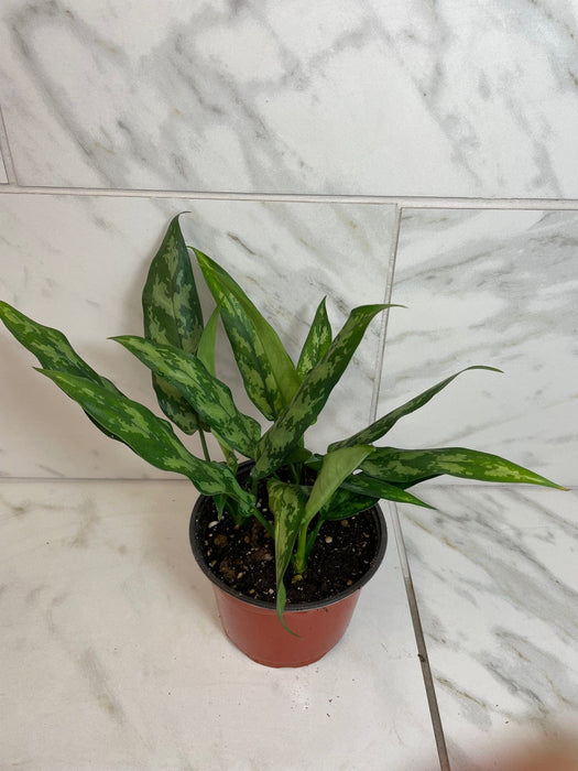 The Plant Farm® Houseplants Aglaonema Maria 6” Plant