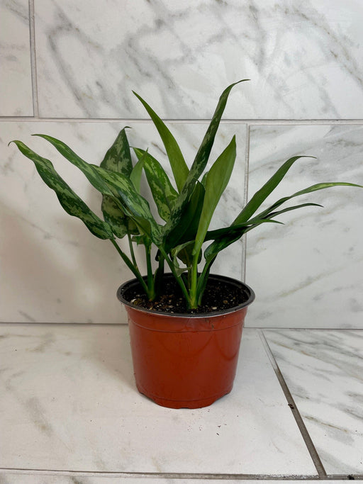 The Plant Farm® Houseplants Aglaonema Maria 6” Plant