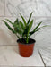 The Plant Farm® Houseplants Aglaonema Maria 6” Plant