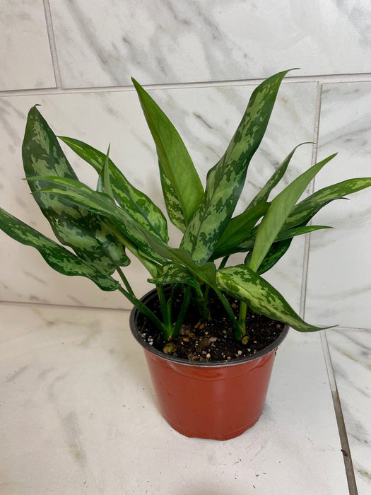 The Plant Farm® Houseplants Aglaonema Maria 6” Plant