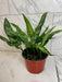 The Plant Farm® Houseplants Aglaonema Maria 6” Plant