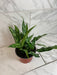 The Plant Farm® Houseplants Aglaonema Maria 6” Plant
