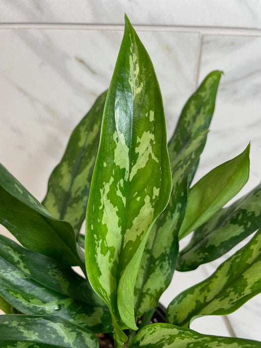 The Plant Farm® Houseplants Aglaonema Maria 6” Plant