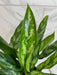 The Plant Farm® Houseplants Aglaonema Maria 6” Plant