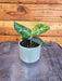 The Plant Farm® Houseplants Aglaonema Pictum Tricolor, 2” Plant
