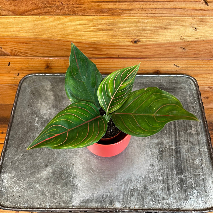 The Plant Farm® Houseplants Aglaonema Red Vein, 2” Plant