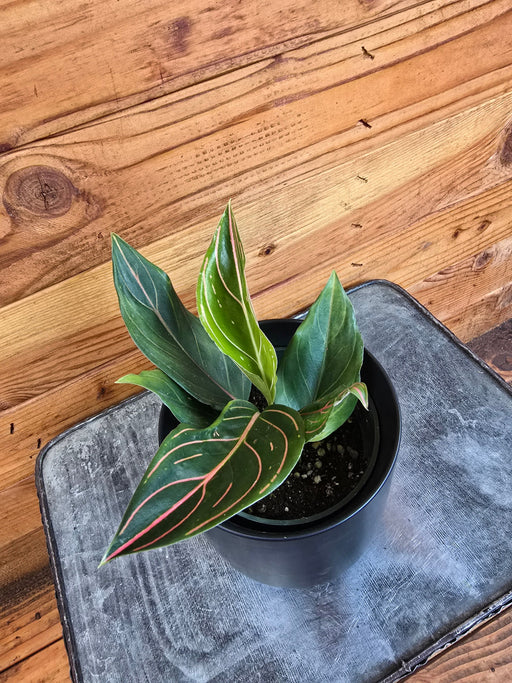 The Plant Farm® Houseplants Aglaonema Red Vein, 4” Plant