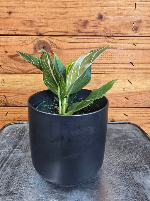 The Plant Farm® Houseplants Aglaonema Red Vein, 4” Plant