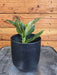 The Plant Farm® Houseplants Aglaonema Red Vein, 4” Plant