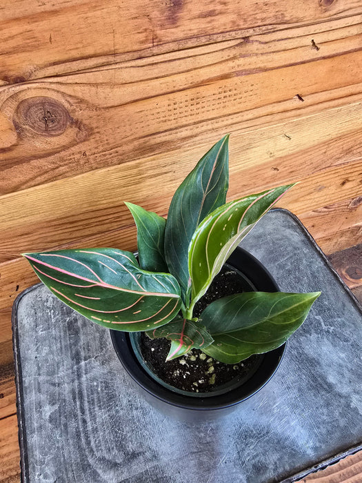 The Plant Farm® Houseplants Aglaonema Red Vein, 4” Plant