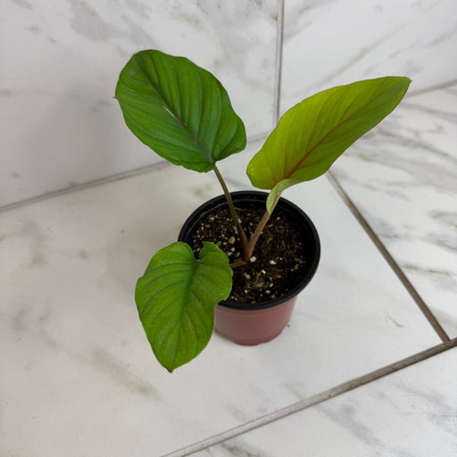 The Plant Farm® Houseplants Aglaonema Red Velvet, 4” Plant