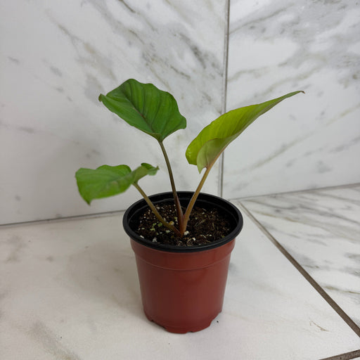 The Plant Farm® Houseplants Aglaonema Red Velvet, 4” Plant