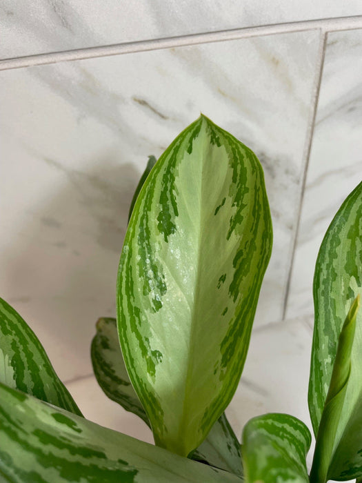 The Plant Farm® Houseplants Aglaonema Silver Bay 6” Plant