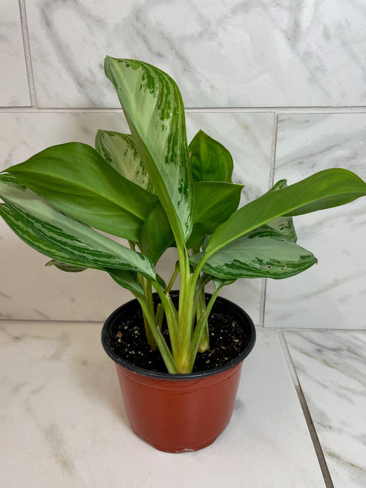 The Plant Farm® Houseplants Aglaonema Silver Bay 6” Plant