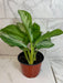 The Plant Farm® Houseplants Aglaonema Silver Bay 6” Plant