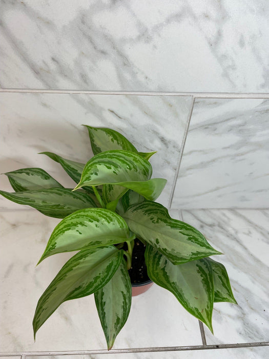 The Plant Farm® Houseplants Aglaonema Silver Bay 6” Plant