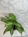 The Plant Farm® Houseplants Aglaonema Silver Bay 6” Plant