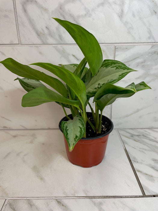 The Plant Farm® Houseplants Aglaonema Silver Bay 6” Plant