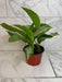 The Plant Farm® Houseplants Aglaonema Silver Bay 6” Plant