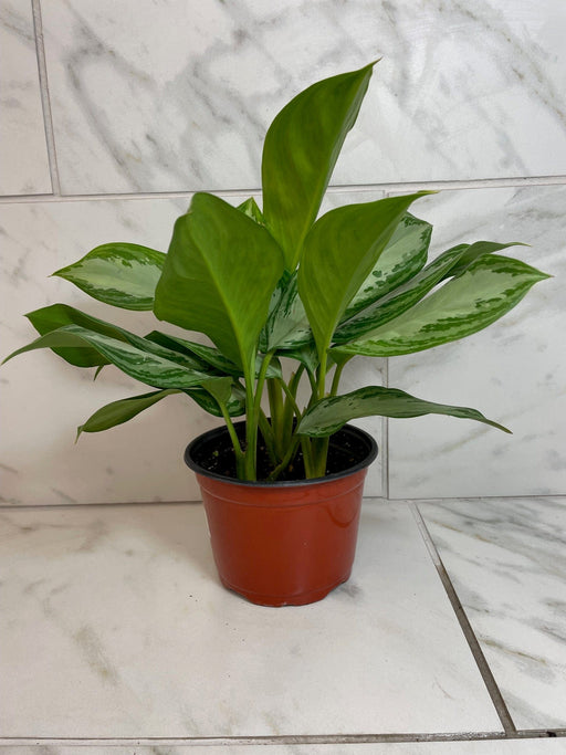 The Plant Farm® Houseplants Aglaonema Silver Bay 6” Plant