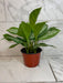 The Plant Farm® Houseplants Aglaonema Silver Bay 6” Plant
