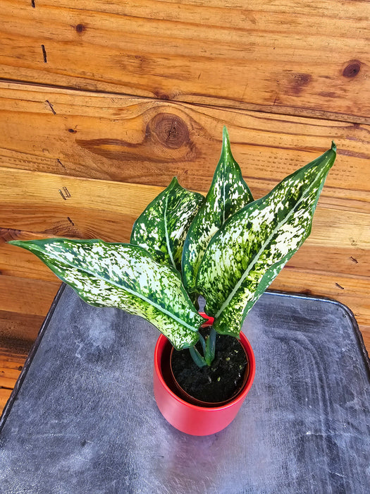 The Plant Farm® Houseplants Aglaonema Snow White, 2” Plant