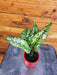 The Plant Farm® Houseplants Aglaonema Snow White, 2” Plant